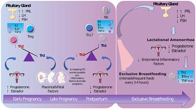 The protective role of breastfeeding in multiple sclerosis: Latest evidence and practical considerations